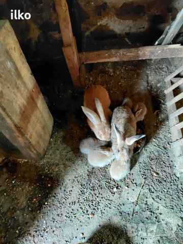 продавам животни, снимка 2 - Крави - 52629781