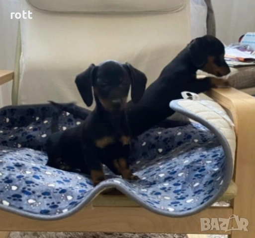 Мини Дакели, снимка 3 - Дакели - 54276303