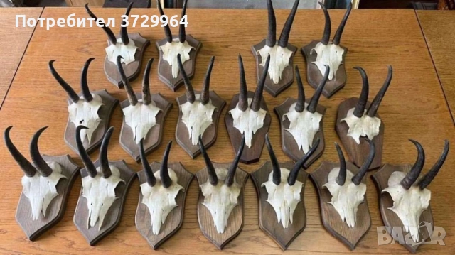 Трофей от диви кози