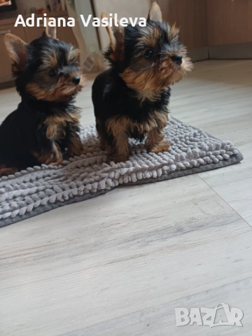 Йоркширски териер , снимка 6 - Йоркширски териер - 53294312