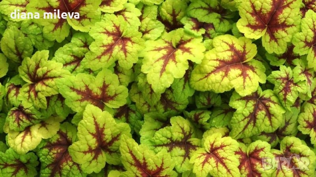 Хойхера Stoplight, студоустойчива, за сянка, снимка 2 - Градински цветя и растения - 52507064