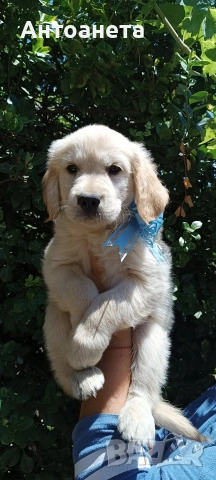 Бебета Голдън ретривър , снимка 5 - Голдън ретривър - 52372675