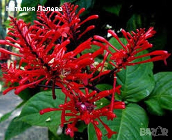 Одонтонема, odontonema