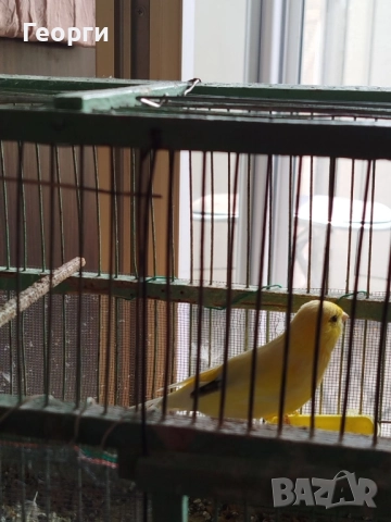 Продавам канарчета