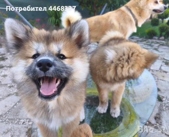 Бебета Акита Ину, снимка 6 - Акита ину - 51787723