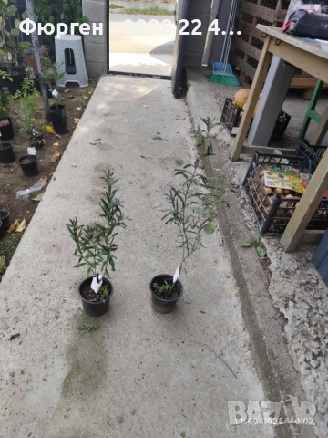  Облепиха (Hippophae) - Растения и Плод, снимка 7 - Разсади - 36783127