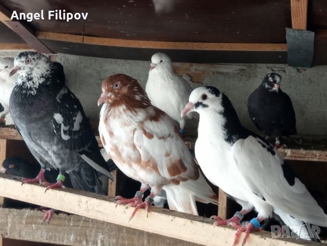 Пазарджишки гълъби, снимка 10 - Гълъби - 29897833