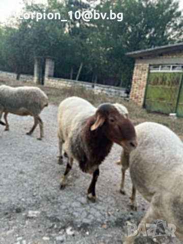 Продавам 3 овце със агнета , снимка 5 - Овце - 51937201