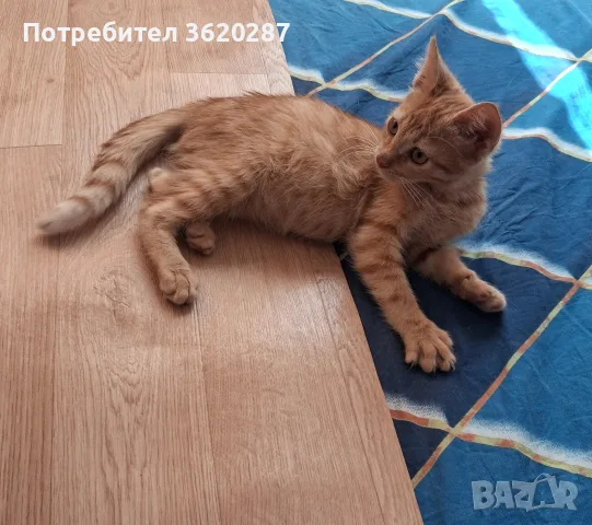 Малък рижав Рижко