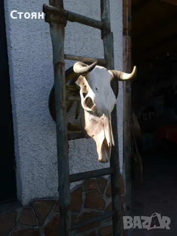 Череп на крава за украса на битови кътчета 