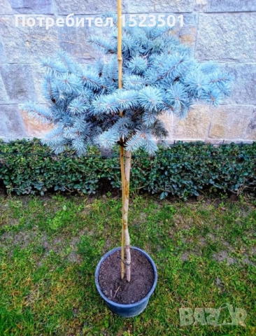 Средиземноморски каменен бор(pinus pineq), снимка 2 - Градински цветя и растения - 53913121