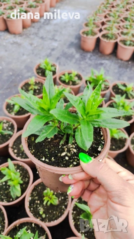 Пенстемон червен,Penstemon polaris Red, студоустойчив, снимка 9 - Градински цветя и растения - 54093426