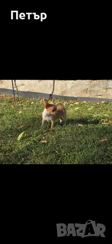 чихуахуа момче и момиче, снимка 10 - Чихуахуа - 56513653