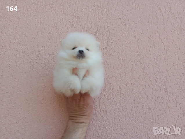 Померани. Реални снимки от 19.04.26 г. , снимка 5 - Померан - 54219294