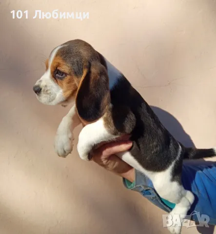 Бигъл с родословие, снимка 5 - Бигъл - 47450435