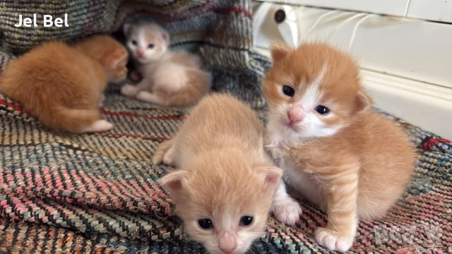 Ангорско Коте с Хигиенни Навици и Доставка до Вашия Град, снимка 3 - Ангорски - 49781355