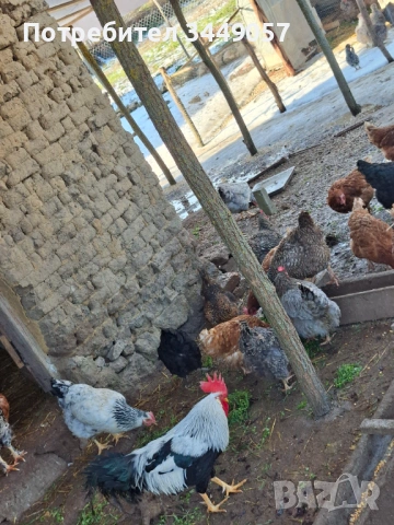 Предлагам яйца от свободни кокошки, снимка 2 - Други - 53110916