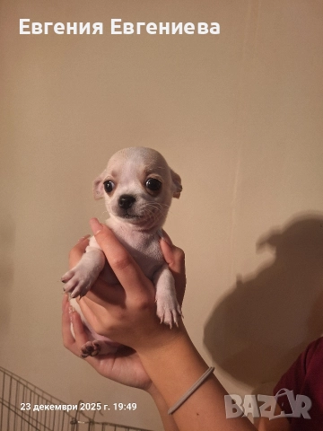 Мини чихуахуа,две момчета и две момичета., снимка 3 - Чихуахуа - 52887110