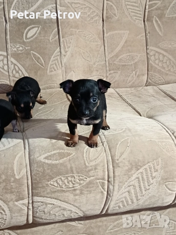 Пинчер мини , снимка 17 - Пинчер - 52934252