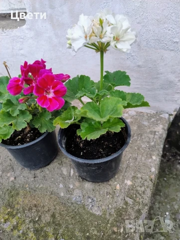 Продавам комплект мушкато , снимка 4 - Градински цветя и растения - 50557640