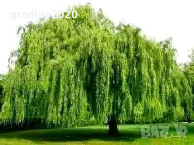  Бреза и Върба, снимка 9 - Разсади - 47441640