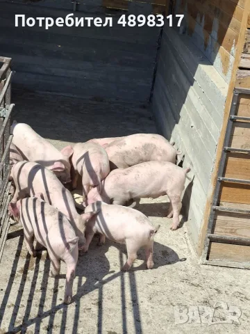 продавам прасета