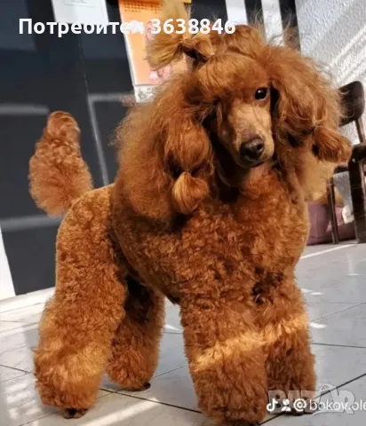 Малтипу, снимка 4 - Други - 49824784