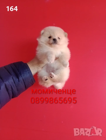 Мъжки и женски Померани. Реални снимки от 12.01.26 г. , снимка 15 - Померан - 52930796