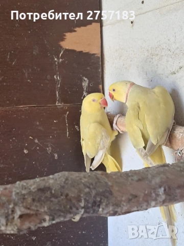 продавам чифт малак александар 2023