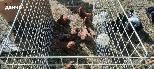 Продавам белослатински двукачулни 