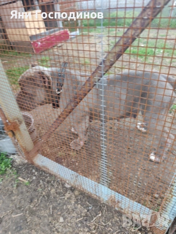 American bully , снимка 2 - Американски стафордширски териер - 54038944