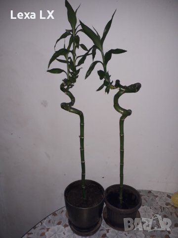 Вкоренен стаен бамбук, снимка 2 - Стайни растения - 30514959