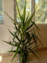 Палма Юка стайна - 150см.- 25 €., снимка 1