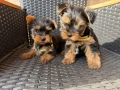 Мини Йоркширски териер Актуално от 4.1.2026, снимка 3