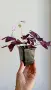 Оксалис/ Oxalis Triangularis /, снимка 2
