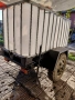 Цистерни 8,4,2 куб., снимка 10
