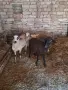 2 млади овце на 1 агне и 1 мъжко агне продават се заедно, снимка 2