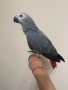 Ръчно хранен папагал Жако, снимка 1