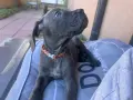 Кане Корсо - Cane Corso кученца, снимка 5