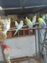 Вълнисти папагали рейнбоу , снимка 3