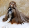 Кученца Ши Тцу /SHIH TZU FCI pedigree , снимка 1