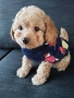 Мини/той пудел момченце, снимка 1
