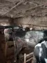Продавам телета угоени , снимка 5