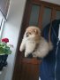 Померан, померанчета, снимка 4