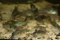 Сомче коридорас, зелен коридорас, brochis splendens, снимка 10