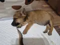 Кученца белгийска овчарка , снимка 5