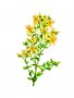 Висококачествени семена от жълт кантарион 2000 бр. семена билка антидепресант медоносно растение за , снимка 7