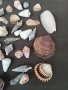 Колекция 45бр рапани и миди, снимка 2