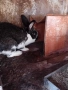 продавам зайци, снимка 5