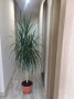 Драцена, Хлорофитум, снимка 4